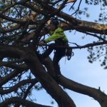 IMG-20181112-WA0007